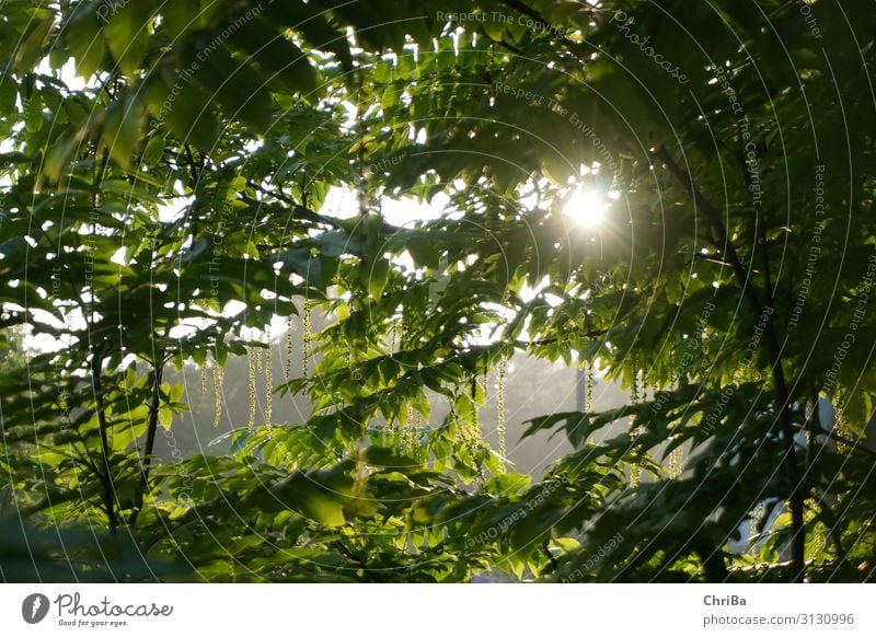 Summer evening in the park Environment Nature Landscape Plant Sun Sunrise Sunset Sunlight Spring Tree Leaf Foliage plant Wild plant Glittering Looking