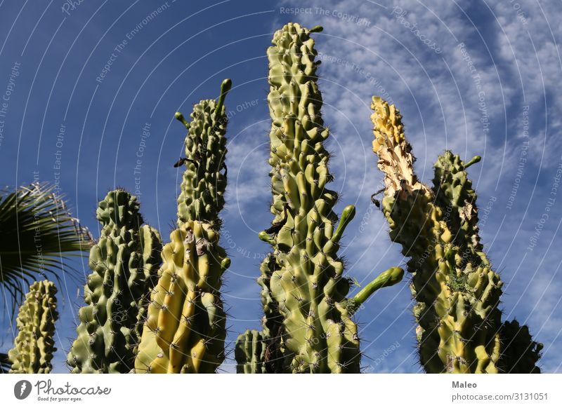 Cacti on a background of the blue sky Blue Cactus Large Sky Desert Dry Vacation & Travel Travel photography Landscape Nature Plant Background picture Flower