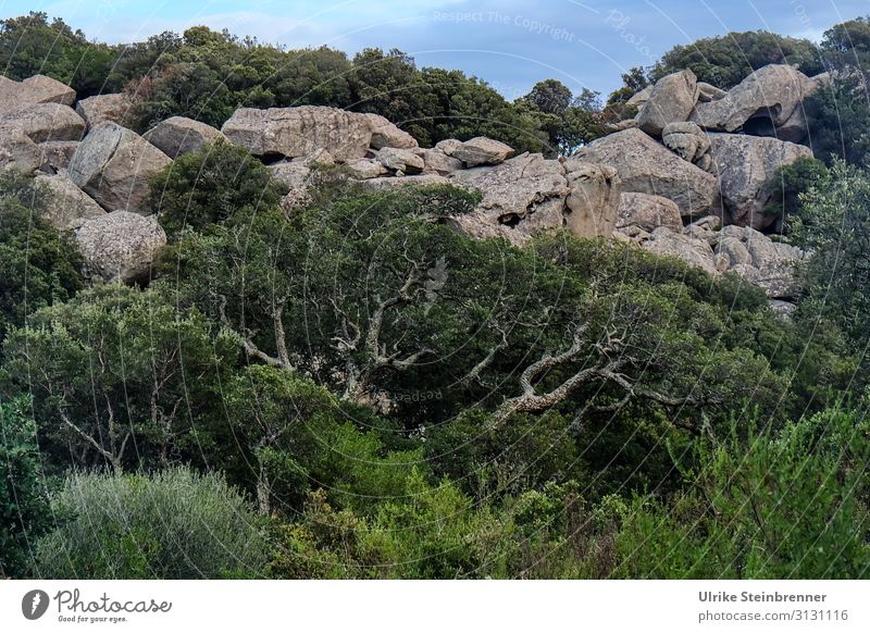 Rock with old cork oak in Sardinia Aggius Stone stone Geology Tempio Pausania Landscape granite landscape Valle della Luna gallura Natural monument High plain