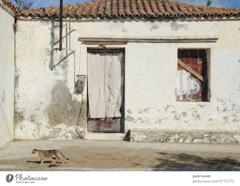 House & Cat Architecture lost places Greece House (Residential Structure) Facade Window door 1 Roofing tile Walking Authentic Moody Romance Serene Idyll