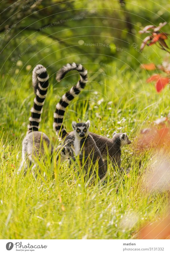 Lemurs on a morning walk Grass Meadow Group of animals Deserted Gray Green Red To go for a walk Exterior shot Day Colour photo