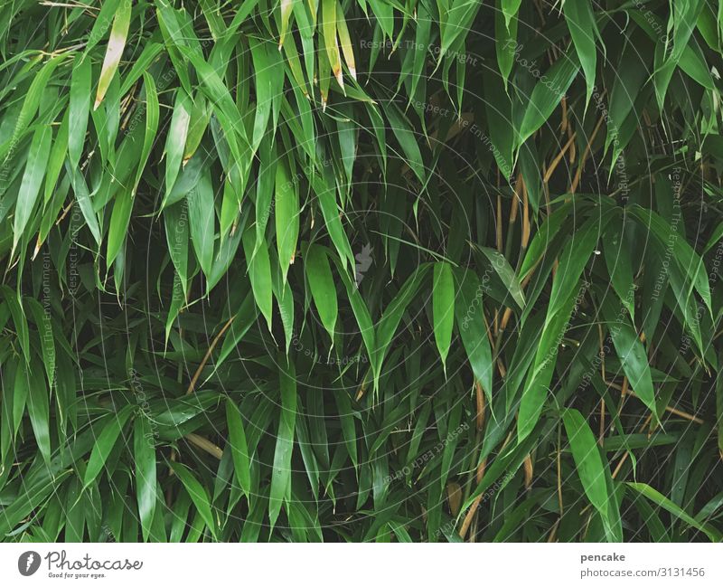 asiasalat Bambus Blätter Asien Japan Bambusblätter grün Pflanze natürlich wachsen Leben