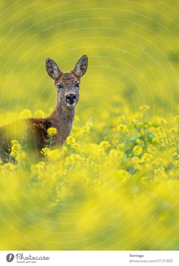 Deer in the rape field Nature Landscape Plant Flower Grass Meadow Forest Animal Wild animal Animal face Pelt 1 Observe Movement Looking Roe deer Doe eyes Fawn