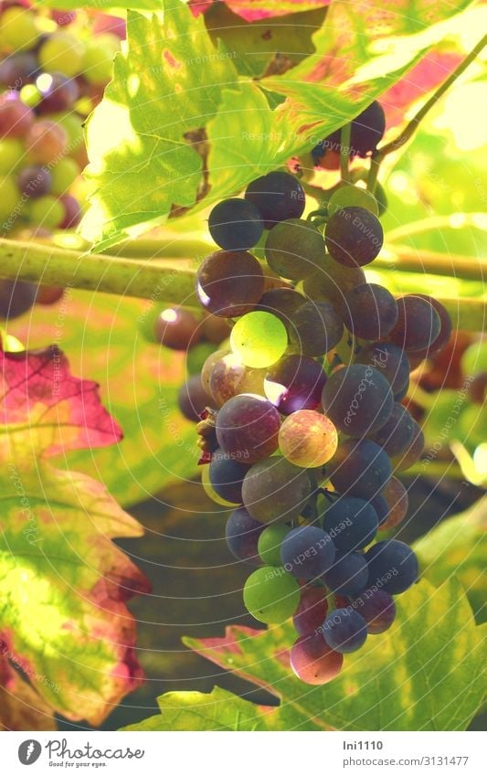 grapes Landscape Plant Autumn Beautiful weather Agricultural crop Vine Garden Blue Multicoloured Yellow Green Violet Red Black Tendril Autumnal colours Immature
