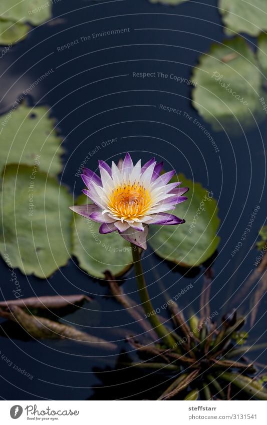 Spikey Purple and white water lily Nymphaea blooms in a pond Nature Plant Flower Pond Yellow Green Violet White Water lily purple flower purple water lily
