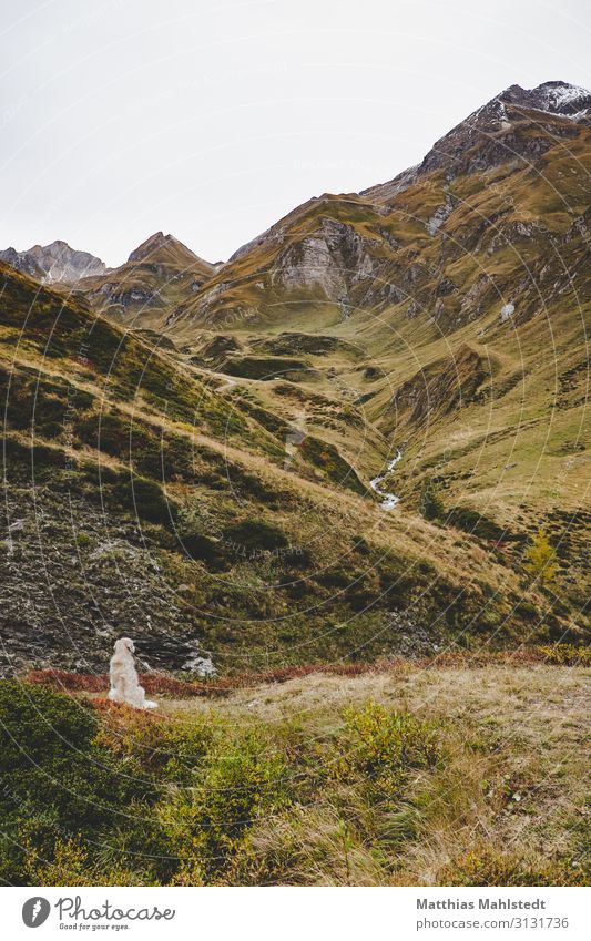 Dog in the mountains Vacation & Travel Tourism Adventure Mountain Hiking Environment Nature Landscape Autumn Snowcapped peak Dolomites Animal Pet