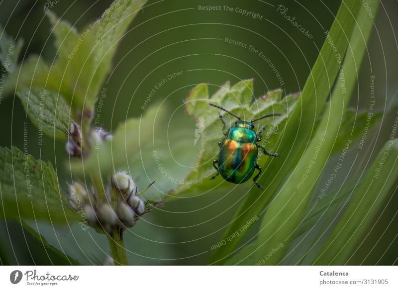 The colourful shimmering, oval-eyed leaf beetle climbs up a nettle leaf Insect Animal pest gleaming Beetle Macro (Extreme close-up) Close-up Nature Green Crawl