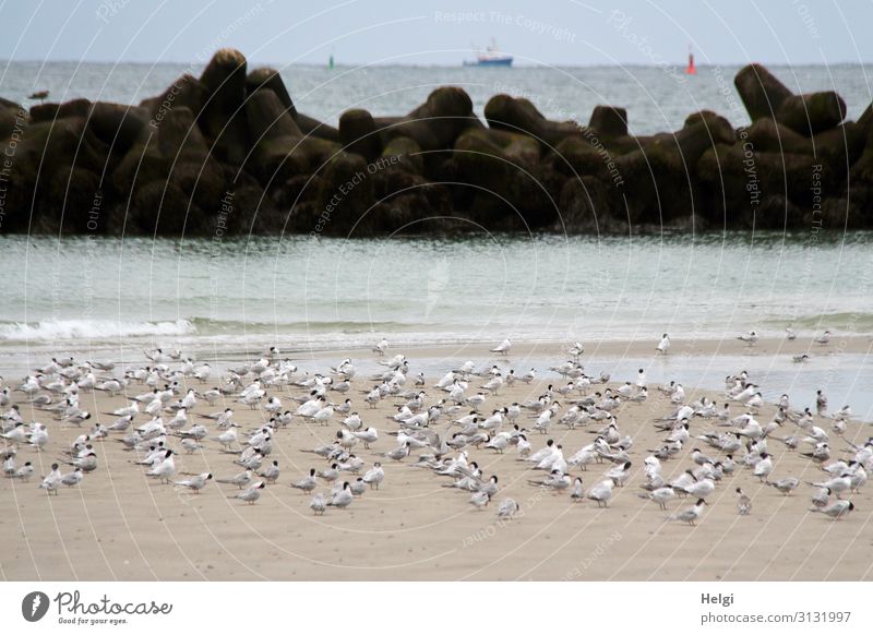 a flock of terns takes a rest on the sandy beach on the dune of Helgoland Environment Nature Landscape Animal Sand Water Summer Beautiful weather Beach