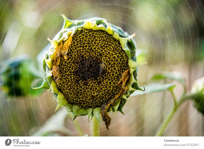 A faded sunflower Nature Plant Autumn Flower Leaf Blossom Agricultural crop Sunflower Garden Birdseed Faded To dry up Brown Yellow Green Decline Transience