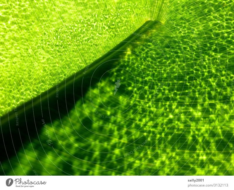 lime green... Leaf leaf structure Green Nature Plant cell cubicles Light vein Leaf vein Rachis leaf cells leaf style luminescent chlorophyll