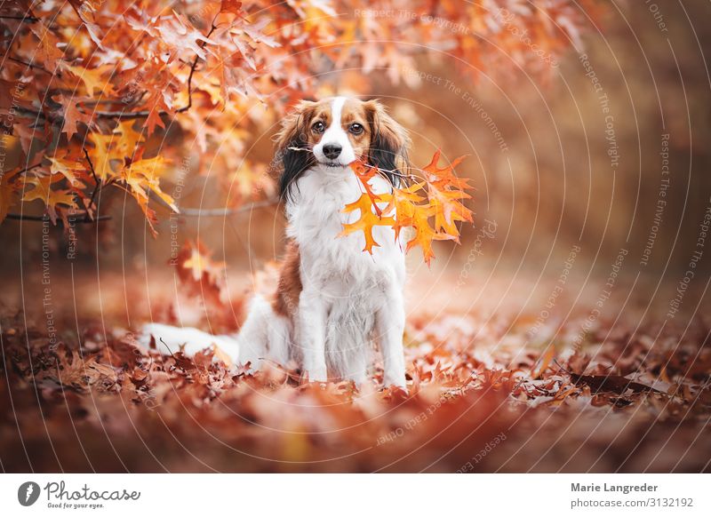 Dog in autumn dream Nature Autumn Beautiful weather Tree Forest Animal Pet 1 Multicoloured Yellow Gold Orange Red Love of animals Leaf Colour photo
