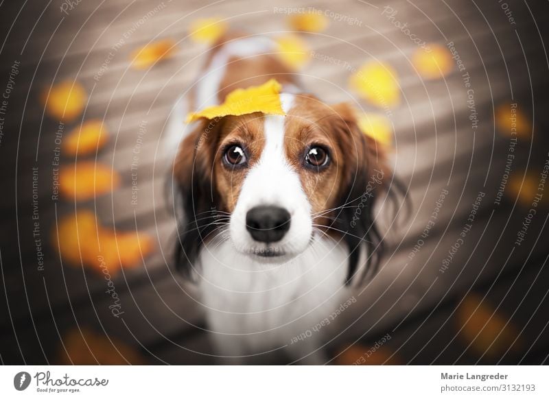 autumnlove Nature Autumn Beautiful weather Leaf Animal Pet Dog 1 Warm-heartedness Colour photo Exterior shot Copy Space left Copy Space right Day
