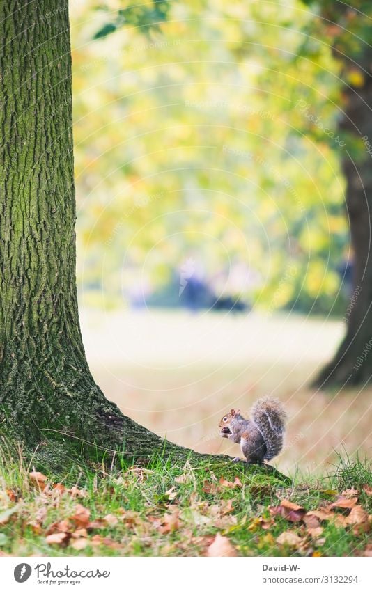 Grey squirrel sitting on a tree and eating a chestnut grey squirrels Squirrel Chestnut Eating Nature Crouch Cute Rodent Winter stock amass Animal