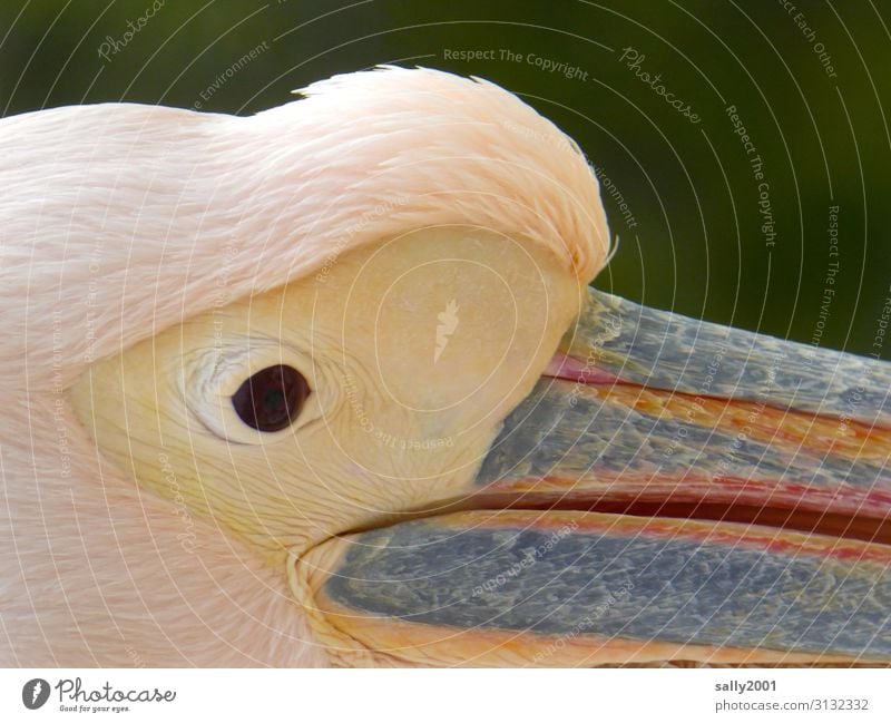 Rosapelikan look... Animal Wild animal Bird Animal face Eyes Pelican Great White Pelican Feather 1 Observe Looking Esthetic Exceptional Exotic Beautiful Pink
