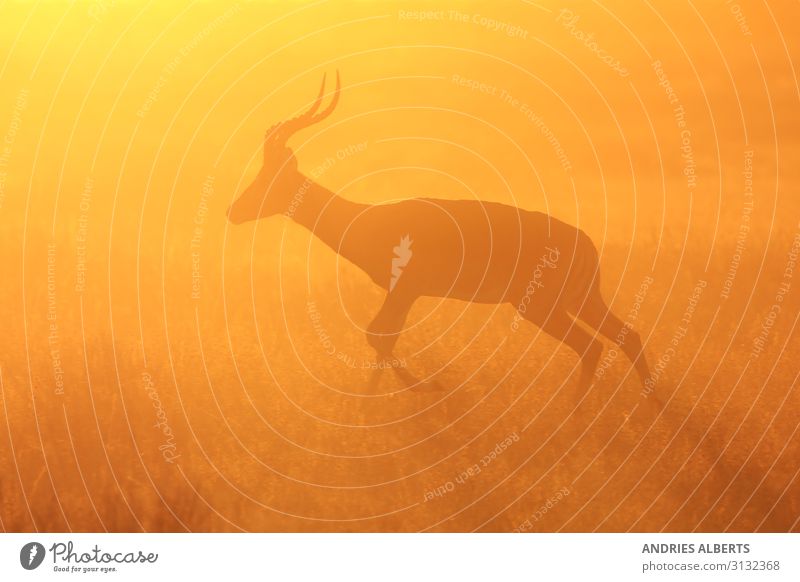 Impala Antelope - Silhouette Run Wellness Life Senses Vacation & Travel Tourism Trip Adventure Freedom Sightseeing Safari Expedition Summer vacation Sun