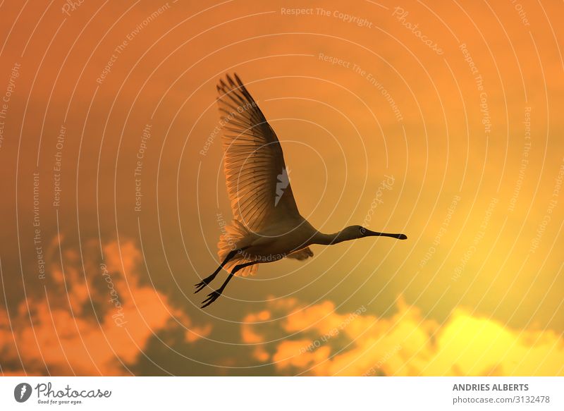 Spoonbill Stork - Golden Flight Harmonious Vacation & Travel Tourism Trip Freedom Sightseeing Safari Summer Sun Environment Nature Animal Sky Sunrise Sunset