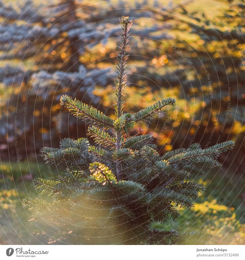 The Christmas tree grows in autumn Autumn Fir tree Park Background picture Beautiful Christmas & Advent Anti-Christmas Fir needle Coniferous trees Landscape