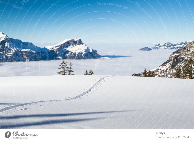 Tracks in the snow Vacation & Travel Tourism Freedom Winter Snow Winter vacation Mountain Winter sports Nature Landscape Cloudless sky Horizon Climate change
