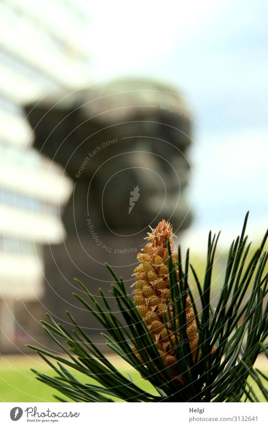 Close-up of a pine branch with blossom, in the background blurred the statue of Karl Marx in Chemnitz Nature Beautiful weather Plant Jawbone Pine needle Meadow