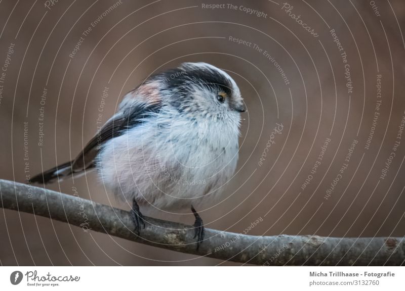 Puffed Tit Nature Animal Sunlight Beautiful weather Tree Twigs and branches Wild animal Bird Animal face Wing Claw Long-tailed Tit Tit mouse Head Eyes Beak