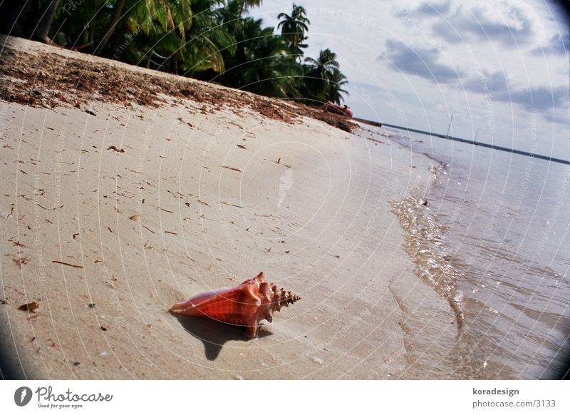 Mussel from the palmilla beach Beach Water Sand Cuba