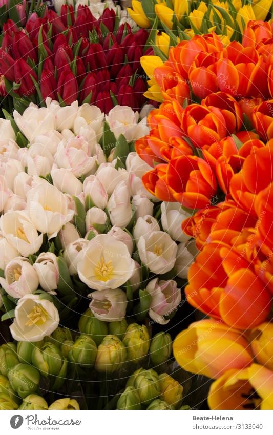 Flowering time 8 flowers Blossom spring bloomers tulips variegated Fresh cut flowers Spring fever Colour photo pretty