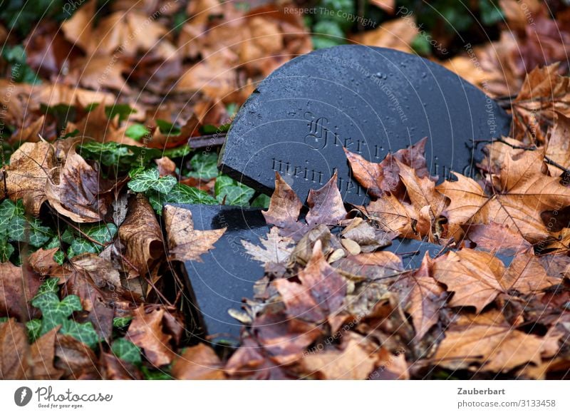 rests here Leaf Ivy Cemetery Grave Stone Old Dark Broken Brown Black Peaceful Serene Calm Humble Grief Death Belief Religion and faith Transience Goodbye Autumn