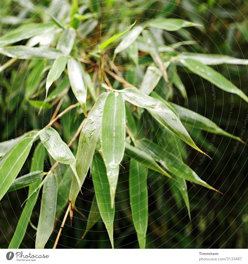 points wax Plant Green leaves sharpen peak Nature Garden Deserted Colour photo raindrops