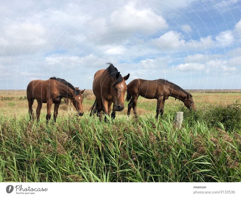 Easy, brown! Leisure and hobbies Vacation & Travel Equestrian sports Beautiful weather North Sea Pasture Horse Group of animals To feed Looking Happiness Fresh