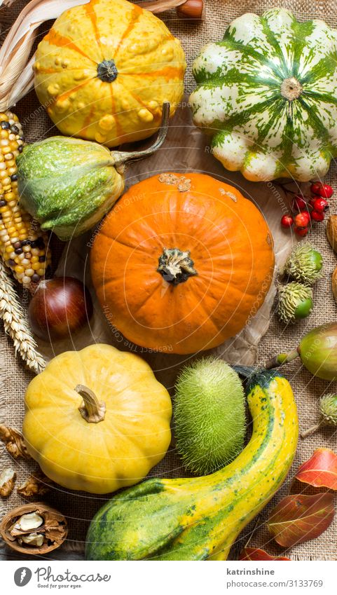 Autumn background with pumpkins Vegetable Vegetarian diet Thanksgiving Hallowe'en Group Leaf Dark Fresh Natural Yellow Green country fall Farm Agriculture