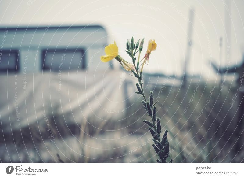 end of summer Camping Caravan Plant Yellow bleed Oenothera End of the season Beach Coast Baltic Sea Deserted Sand Exterior shot Autumn Ocean Camping site