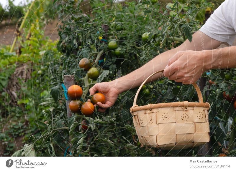 Picking tomatoes by hand in the orchard in wooden basket. Vegetable Nutrition Wellness Summer Gardening Agriculture Forestry Masculine Man Adults Hand Nature