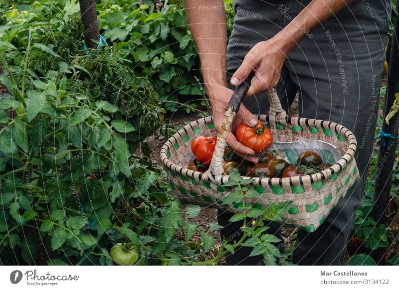 Picking ripe tomatoes by hand in basket. Vegetable Vegetarian diet Lifestyle Healthy Wellness Summer Gardening Agriculture Forestry Masculine Man Adults Hand