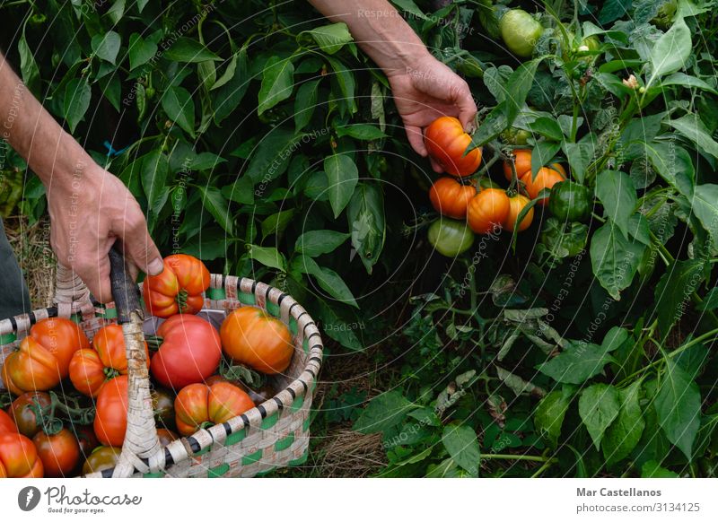 Man hand gathers ripe tomatoes in organic garden in basket. Food Vegetable Nutrition Vegetarian diet Summer Gardening Agriculture Forestry Gastronomy Masculine