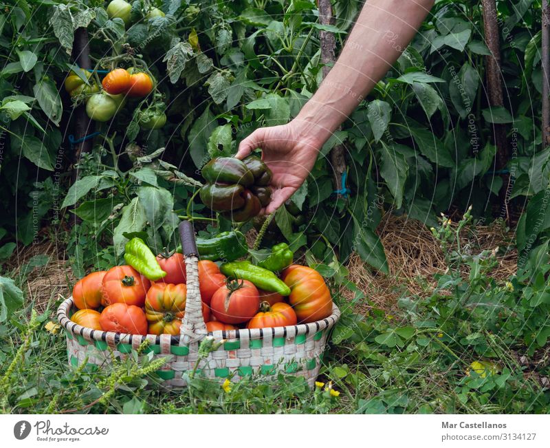 Hand collecting peppers in the orchard in basket. Food Vegetable Nutrition Vegetarian diet Summer Gardening Agriculture Forestry Gastronomy Masculine Man Adults