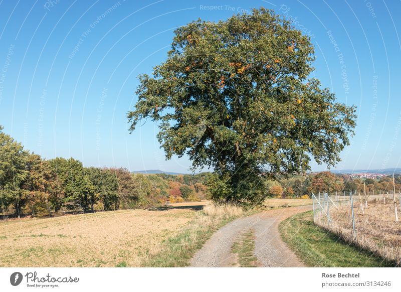 Old solitary tree on a field path Environment Nature Landscape Plant Cloudless sky Autumn Beautiful weather Tree Field Footpath Hiking Blue Yellow Green Orange