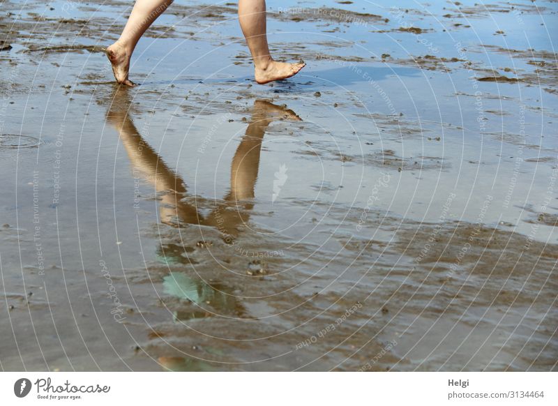 Detail view legs in the Wadden Sea with reflection in the water Human being Feminine Legs Feet 1 30 - 45 years Adults Environment Nature Landscape Earth Water