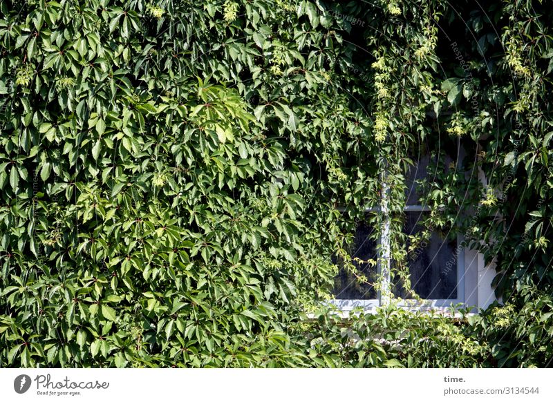 controlled by nature Window Vine House (Residential Structure) Growth overgrown Green uncontrolled Fairy tale enchanted sunny Shadow Nature Sustainability