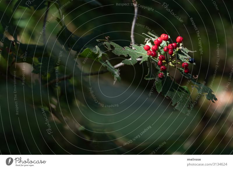 red berries in the spotlight Elegant Style Nature Sunlight Autumn Beautiful weather Plant Bushes Leaf Blossom Wild plant Field Reddish green spot of colour