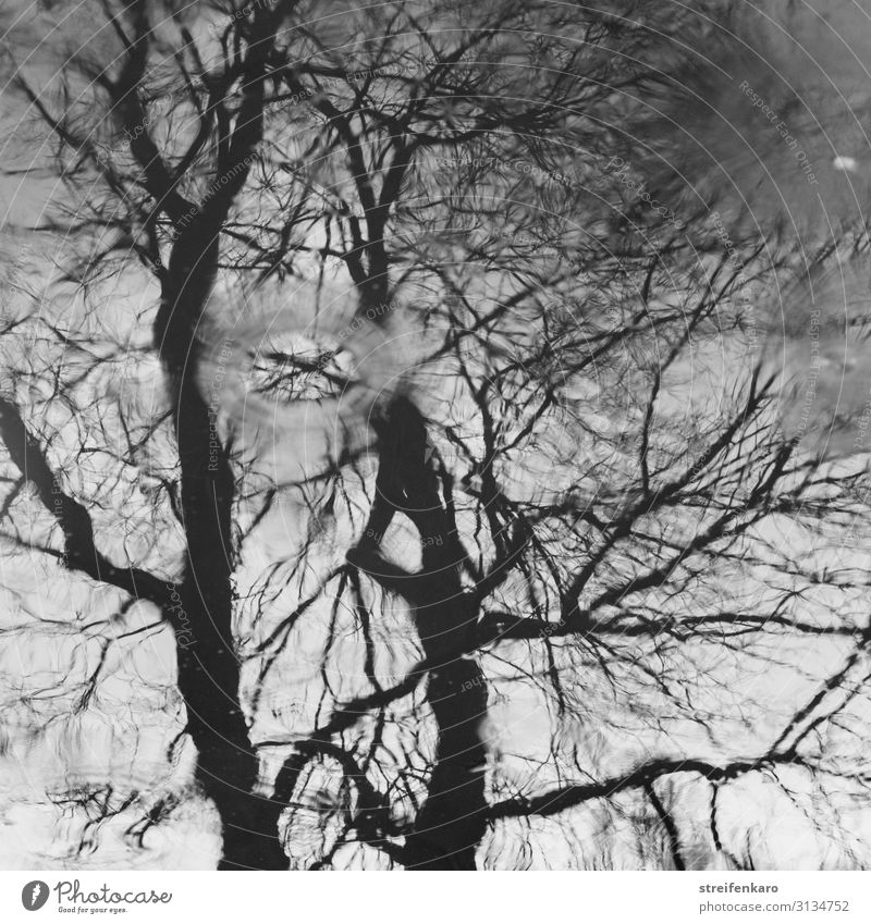 Reflection of a tree without leaves on a water surface, with raindrops Environment Nature Plant Elements Water Drops of water Autumn Rain Tree Puddle Wood Old