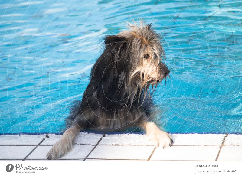 Bathing weather was yesterday Lifestyle Swimming pool Swimming & Bathing Sports Water Summer Beautiful weather Warmth Dog Pelt Observe Relaxation Fitness