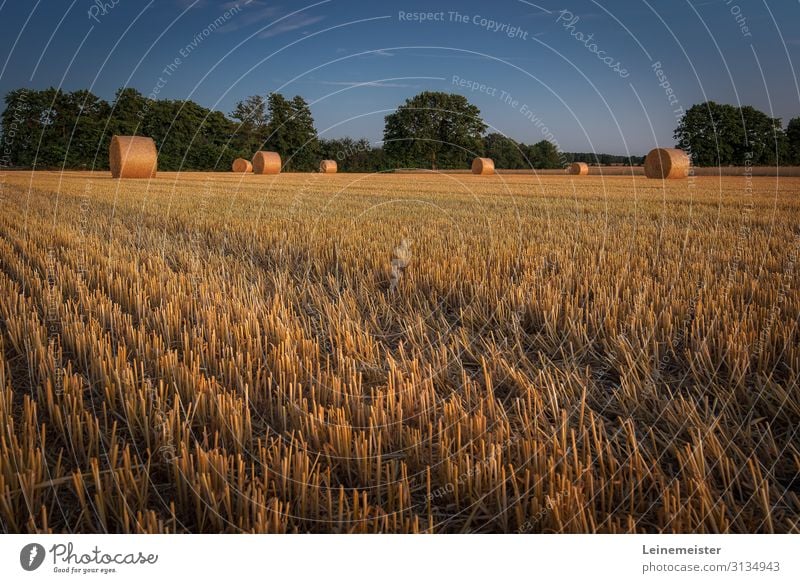 harvest time Environment Nature Landscape Beautiful weather Agricultural crop Field Hannover Germany Warmth Harvest Straw Bale of straw Agriculture Lawn