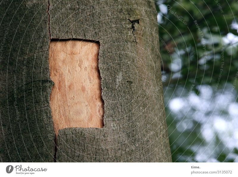 Laceration | skin matter Beautiful weather Tree Tree trunk Tree bark Beech tree Forest Exceptional Watchfulness Curiosity Interest Surprise Discover Concentrate
