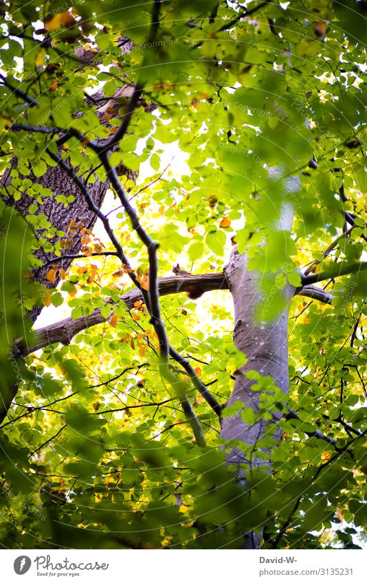 high up in the tree Art Work of art Painting and drawing (object) Environment Nature Landscape Summer Climate Climate change Beautiful weather Plant Tree Forest