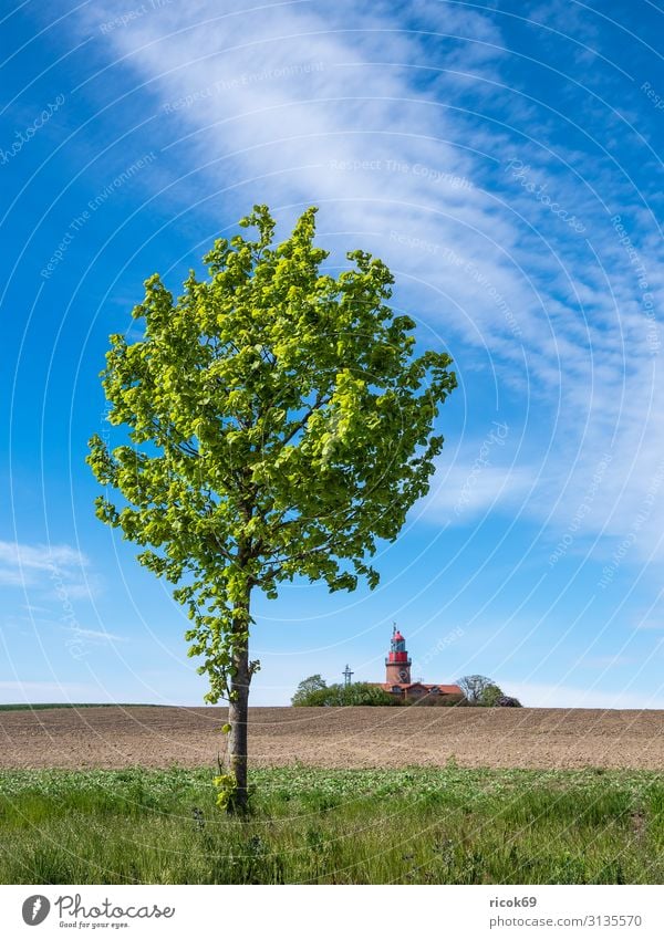 Tree and lighthouse in Bastorf Relaxation Vacation & Travel Tourism Summer Agriculture Forestry Nature Landscape Clouds Field Coast Baltic Sea Lighthouse
