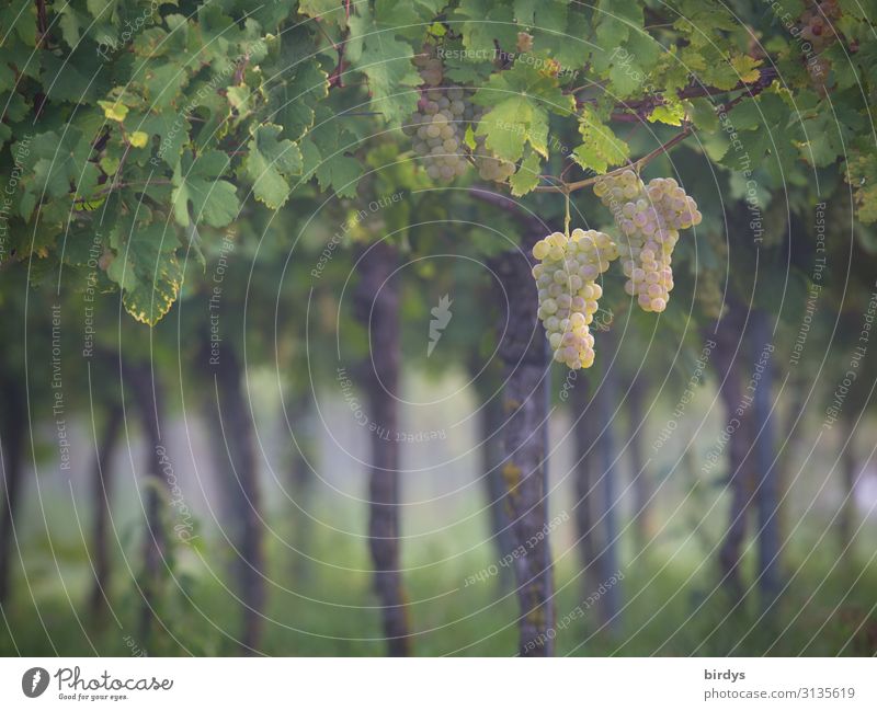 In the vineyard Agriculture Forestry Winegrower Summer Autumn Agricultural crop Vine Vine leaf Vineyard Fragrance Esthetic Authentic Fresh Positive Yellow Gray