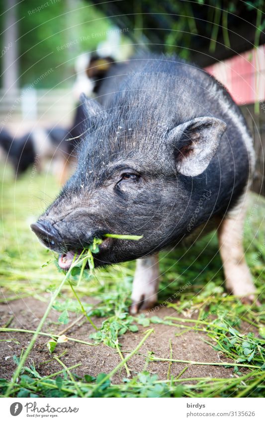 Little pig in the field eats clover. Animal portrait of a piglet. weak depth of field Agriculture Species-appropriate Organic farming Beautiful weather Grass