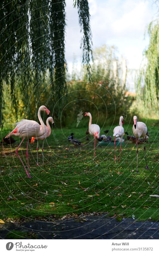 flamingos Nature Landscape Autumn Park Animal Wild animal Zoo Petting zoo Flamingo Group of animals Herd Esthetic Beautiful Pink Happiness Enthusiasm