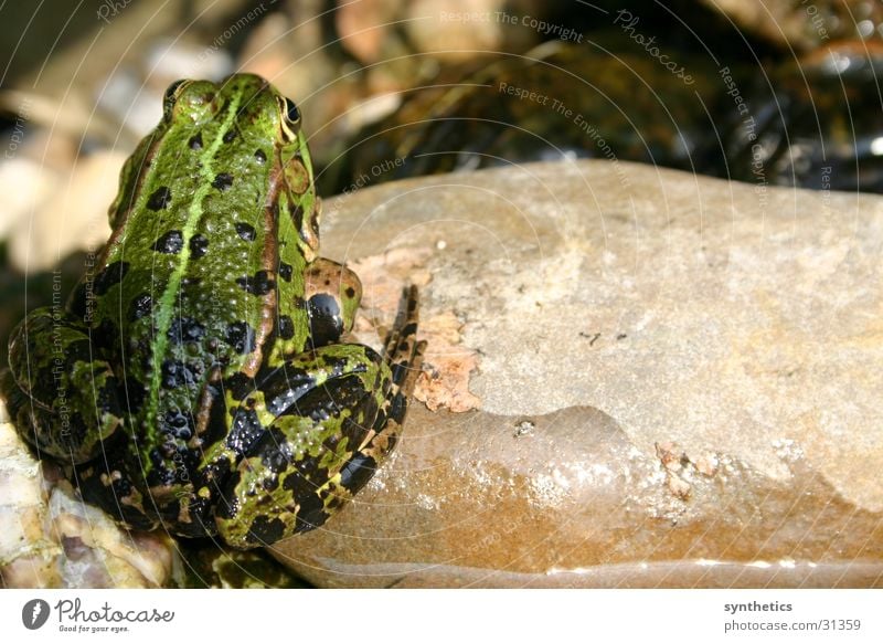 BLICKWINKEL Quack Frog Stone Looking Sit