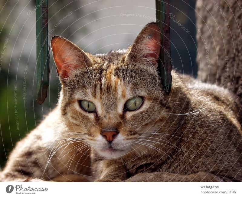 Cat at the grid Grating Fence